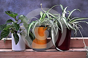 Three pots spider plant