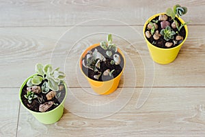 Three pots of succulents on the floor