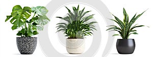 AI-Generated Houseplant Images