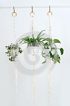 Three potted plans handing on a macrame pot holders in front of a while wall