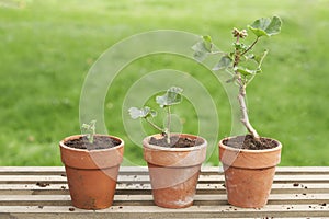 Three Potted Plants