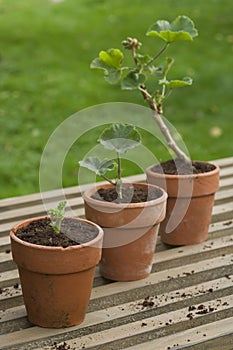 Three Potted Plants
