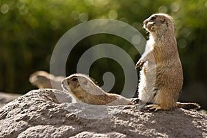 Three prairie dogs at burrow