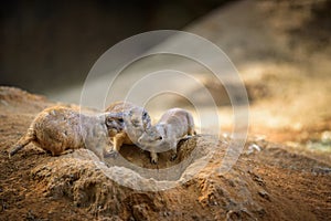 Three prairie dogs at their lair