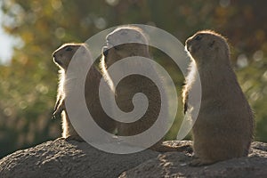 Three Prairiedogs