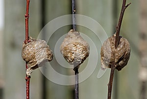 Three Praying mantis nests facing different directions.