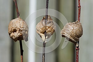 Three Praying mantis nests, side, front, and back views.