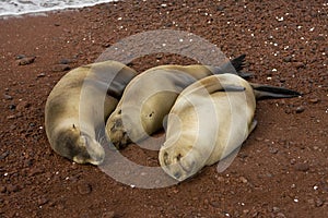 Three pregnant sea lions