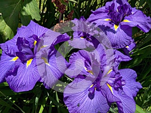 Three Pretty Purple Iris Flowers