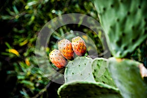 Three prickly pears one