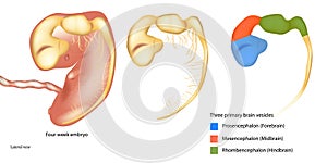 Three primary brain vesicles. Four week embryo. Prosencephalon or Forebrain, Mesencephalon or Midbrain, Rhombencephalon photo