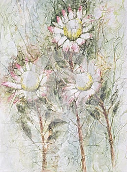 Three protea flowers