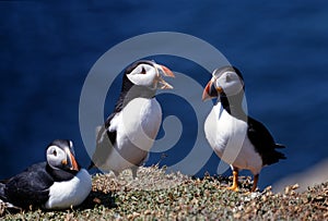 Three puffins