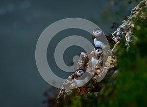 Three Puffins at bempton Cliffs, Yorkshire , UK