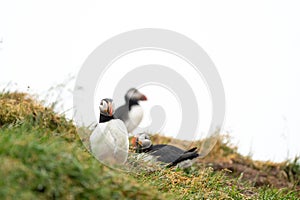 Three puffins on a cliff in Iceland. Only one in focus. Nesting season in summer