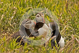 Three puffins fratercula arctica