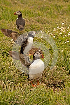 Three puffins near burrows fratercula arctica