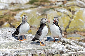 Three Puffins