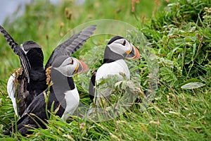 Three puffins sitting in the grass on Staffa Island. A puffin spreading its wings ready to take off