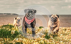 Three pug dogs running towards the camera away from the sea