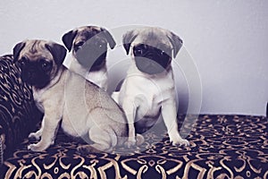 Three pugs on a pattern