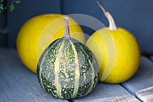 Three pumpkins close up on a grey background,