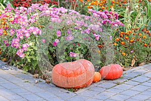 Three pumpkins near red flowers