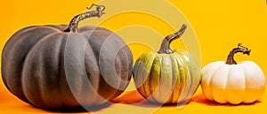 Three pumpkins side by side with a thanksgiving theme on an orange background