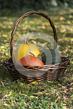 Three pumpkins in wicker basket, yellow spaghetti pumpkin, green muscat pumpkin and orange hokkaido pumpkin, autumn leaves