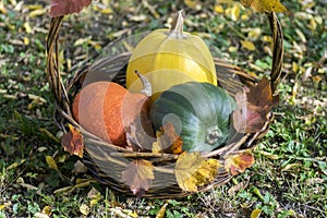 Three pumpkins in wicker basket, yellow spaghetti pumpkin, green muscat pumpkin and orange hokkaido pumpkin, autumn leaves