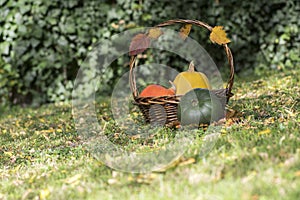 Three pumpkins in wicker basket, yellow spaghetti pumpkin, green muscat pumpkin and orange hokkaido pumpkin, autumn leaves