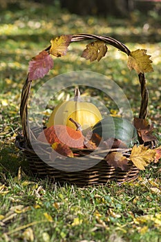 Three pumpkins in wicker basket, yellow spaghetti pumpkin, green muscat pumpkin and orange hokkaido pumpkin, autumn leaves