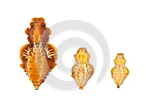 Three pupae of the Atrophaneura genus butterflies isolated on white background