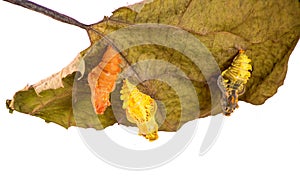 Three pupae of the Chinese windmill butterfly on a leaf, young, mature and empty