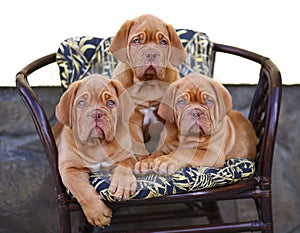 Three puppies in armchair.