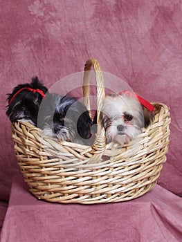 Three Puppies in a Basket