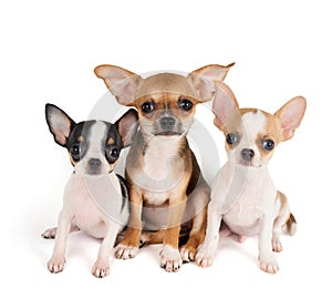 Three puppies of Chihuahua