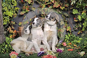 Three puppies on green background
