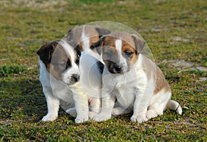 Three puppies jack russel terrier