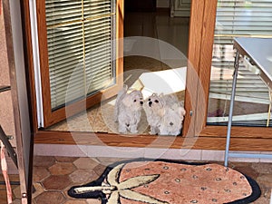 Three puppies maltese