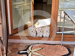 Three puppies maltese