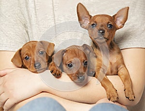 Three puppies from one brood in the hands of a girl.