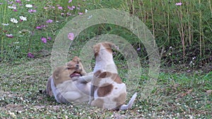 Three puppies playing in green grass of garden flowers field outdoor nature background