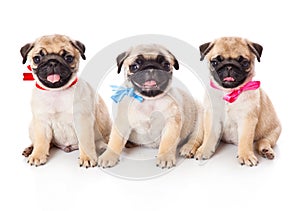 Three puppies of pug