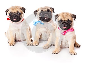 Three puppies of pug