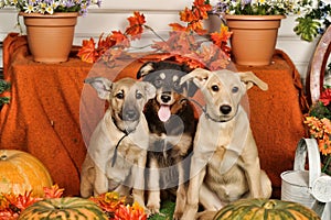 Three puppies with pumpkins