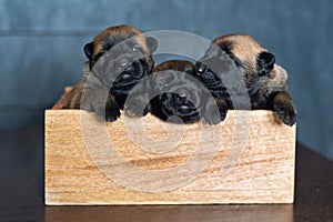 Three puppies sitting in a wooden box. Malinois breed