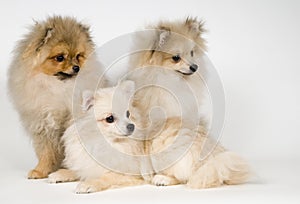 Three puppies of the spitz-dog