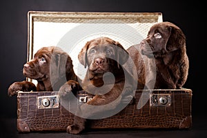 Three puppies in vintage suitcase