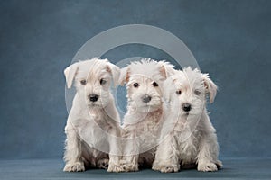 three puppies white schnauzer on a blue background. Cute dogs